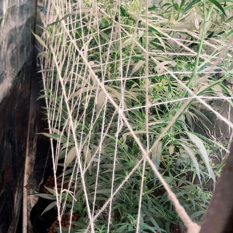 Demeter growlog timeline photo