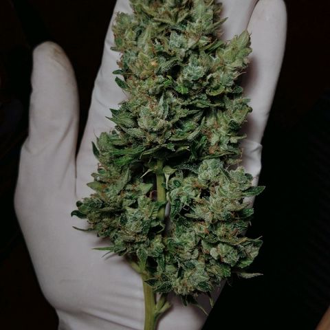 Hera growlog photo: Bud principal da Dutch Blue, colhida no dia 21 e secando desde então...