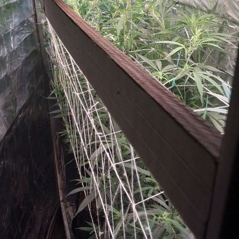 Demeter growlog photo: Cuidados de domingo...