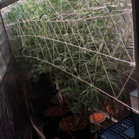 Demeter growlog photo: Cuidados de domingo...