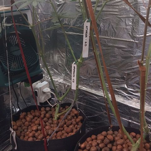Aphrodite growlog photo: Nomeando minhas plantas. Finalmente encontrei plaquinhas para nomear orquídeas, que vai servir pra nomear essas plantas. 
Encontrei, na feira da Paulista, produtos para orquídeas que servem muito bem para o cultivo de cannabis...