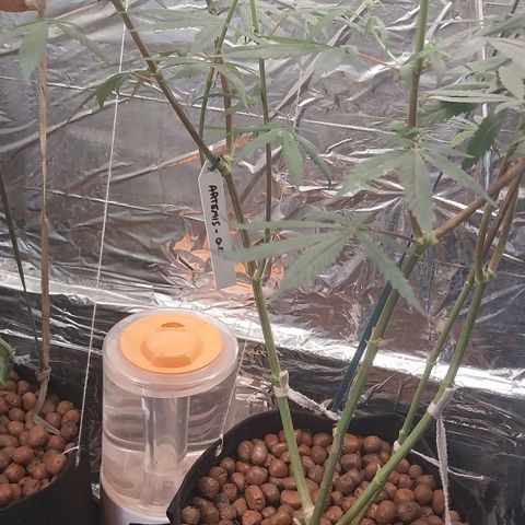 Aphrodite growlog photo: Nomeando minhas plantas. Finalmente encontrei plaquinhas para nomear orquídeas, que vai servir pra nomear essas plantas. 
Encontrei, na feira da Paulista, produtos para orquídeas que servem muito bem para o cultivo de cannabis...