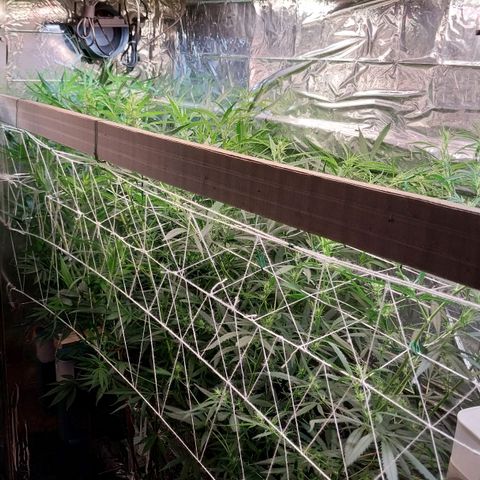 Aphrodite growlog photo: Infelizmente, agora as luzes chegaram em seu limite de altura. Terei que, periodicamente, manejar as plantas para que não cresçam verticalmente. Alguns buds terão que crescer mais horizontalmente do que verticalmente, para que seja possível a vida e a convivência das flores...