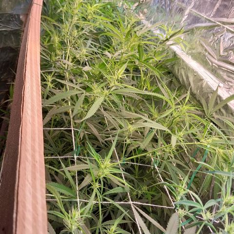 Aphrodite growlog photo: Infelizmente, agora as luzes chegaram em seu limite de altura. Terei que, periodicamente, manejar as plantas para que não cresçam verticalmente. Alguns buds terão que crescer mais horizontalmente do que verticalmente, para que seja possível a vida e a convivência das flores...