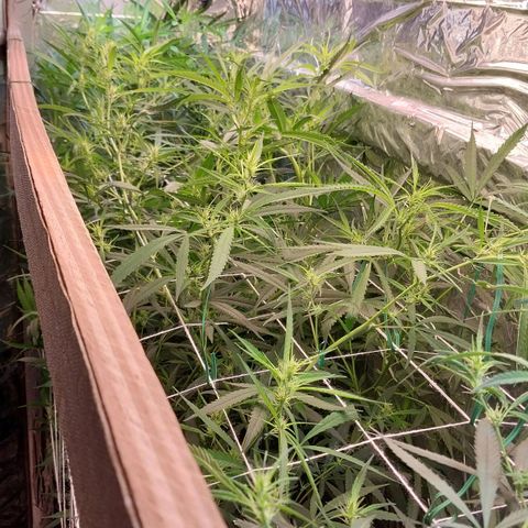 Aphrodite growlog photo: Infelizmente, agora as luzes chegaram em seu limite de altura. Terei que, periodicamente, manejar as plantas para que não cresçam verticalmente. Alguns buds terão que crescer mais horizontalmente do que verticalmente, para que seja possível a vida e a convivência das flores...