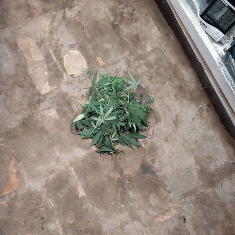 Aphrodite growlog photo: Desfolhando a parte inferior das plantas, as partes mais baixas que não receberão luz e que apenas atrapalharão o fluxo de ar dentro do grow.