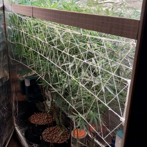 Aphrodite growlog photo: Após a desfolhação e as pequenas podas inferiores, pouco antes das luzes se apagarem.