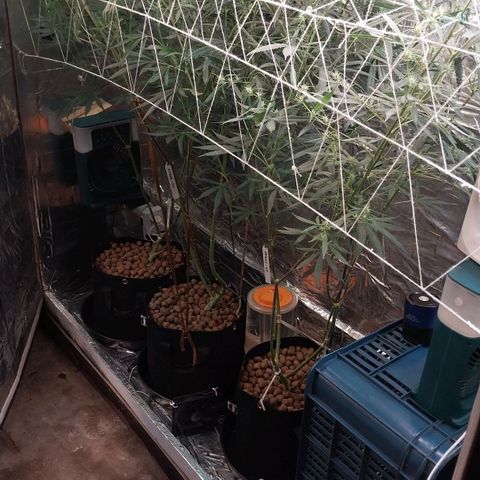 Aphrodite growlog photo: Após a desfolhação e as pequenas podas inferiores, pouco antes das luzes se apagarem.