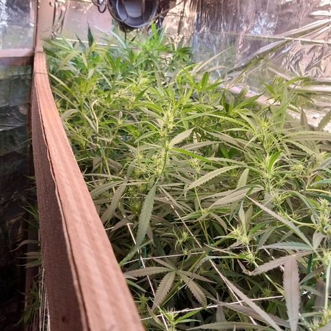 Aphrodite growlog photo: Creio que será uma boa colheita. As flores começam a tomar mais corpo, logo começa o empilhamento dos cálices. Por enquanto, ainda considero como pré-flora/início da flora.