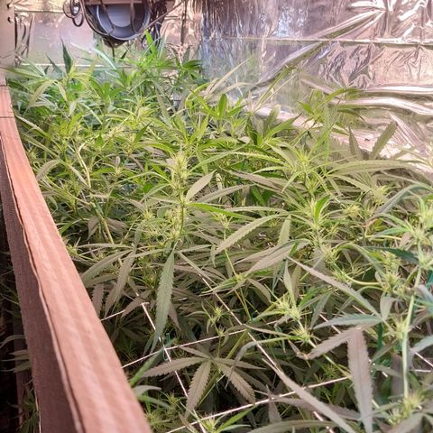 Aphrodite growlog photo: Creio que será uma boa colheita. As flores começam a tomar mais corpo, logo começa o empilhamento dos cálices. Por enquanto, ainda considero como pré-flora/início da flora.