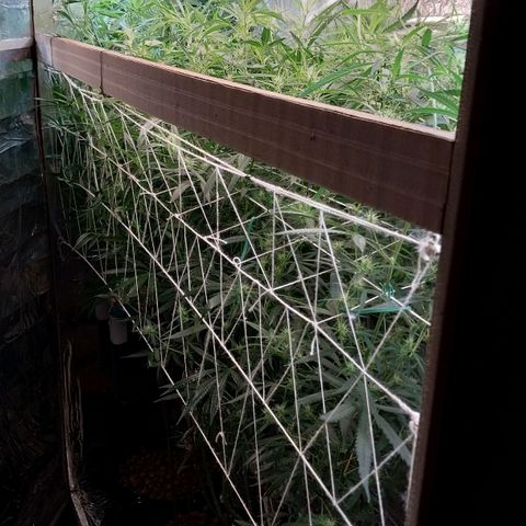 Aphrodite growlog timeline photo