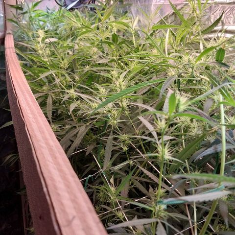 Aphrodite growlog timeline photo
