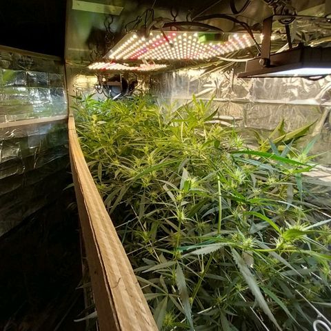 Aphrodite growlog timeline photo
