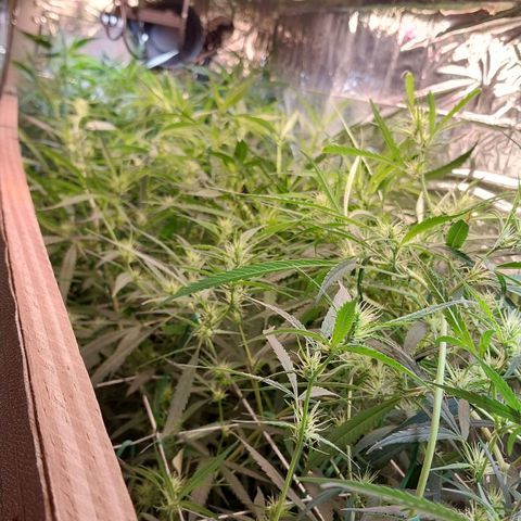 Aphrodite growlog timeline photo