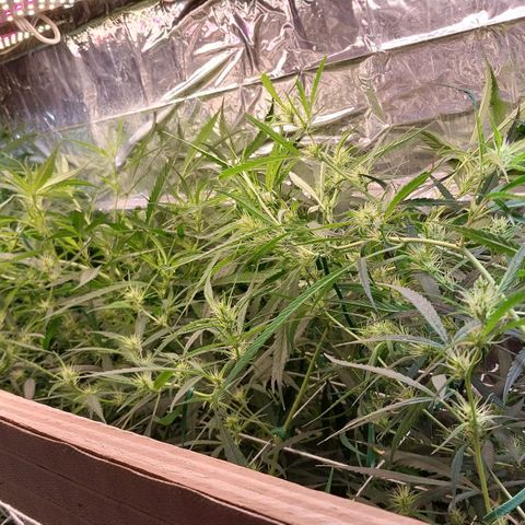 Aphrodite growlog timeline photo