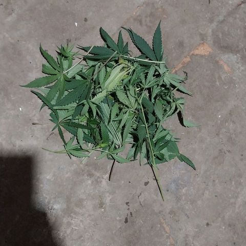 Aphrodite growlog timeline photo