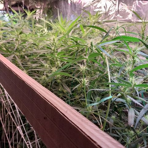Aphrodite growlog timeline photo