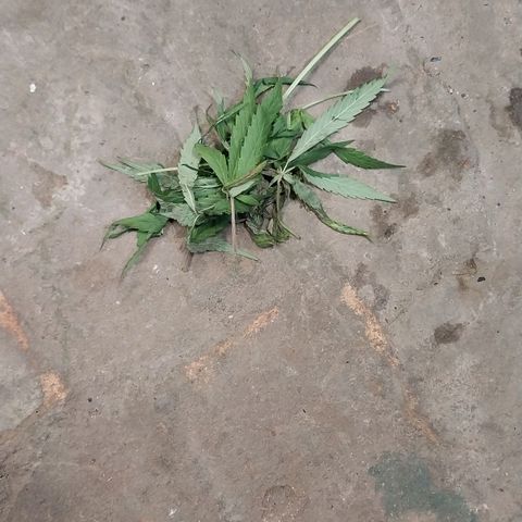 Aphrodite growlog timeline photo