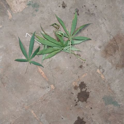 Aphrodite growlog timeline photo