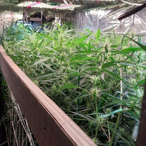 Aphrodite growlog timeline photo