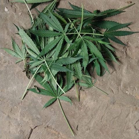 Aphrodite growlog timeline photo