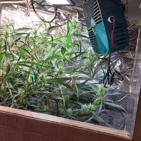 Aphrodite growlog photo: Instalação de mini ventiladores para propiciar melhores condições climáticas para as plantas, que estão na floração...