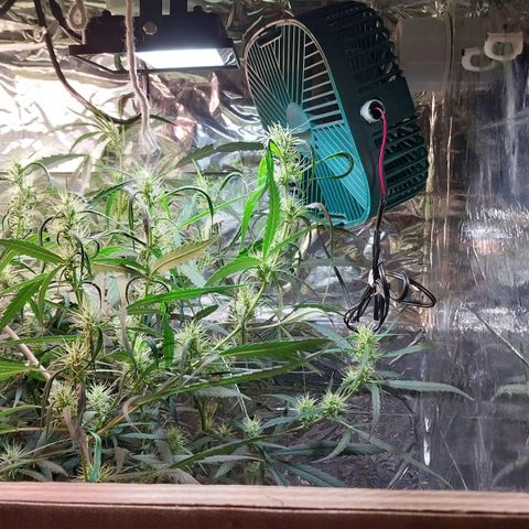Aphrodite growlog photo: Instalação de mini ventiladores para propiciar melhores condições climáticas para as plantas, que estão na floração...