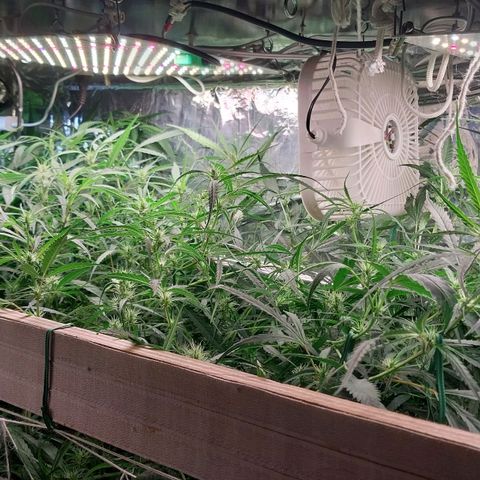 Aphrodite growlog photo: Instalação de mini ventiladores para propiciar melhores condições climáticas para as plantas, que estão na floração...
