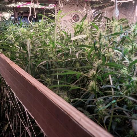 Aphrodite growlog photo: Instalação de mini ventiladores para propiciar melhores condições climáticas para as plantas, que estão na floração...
