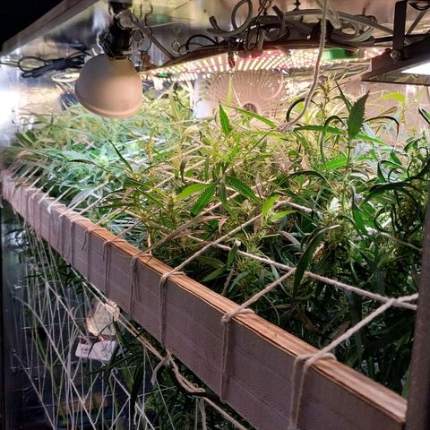 Aphrodite growlog timeline photo