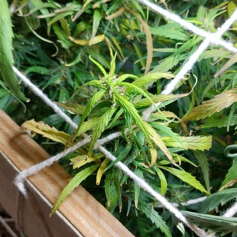 Aphrodite growlog photo: Todo dia, durante a última semana, retirei folhas em processo de clorose, devido ao estágio avançado de florescimento. Isso ajuda os brotos inferiores receberem mais luz e há melhor ventilação no grow.