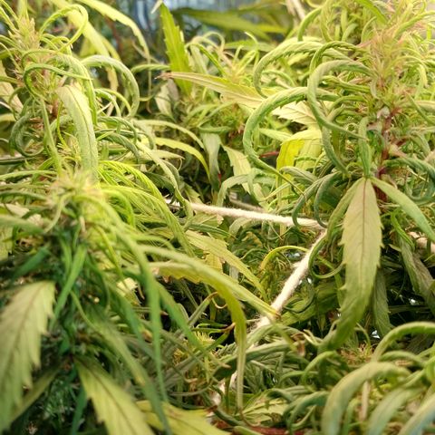 Aphrodite growlog photo: Todo dia, durante a última semana, retirei folhas em processo de clorose, devido ao estágio avançado de florescimento. Isso ajuda os brotos inferiores receberem mais luz e há melhor ventilação no grow.