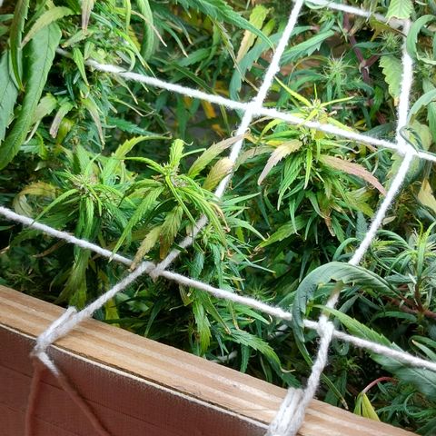 Aphrodite growlog photo: Últimos 20 dias de flora