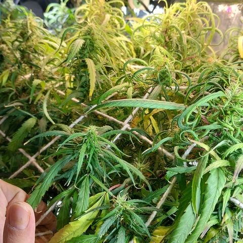 Aphrodite growlog photo: Últimos 20 dias de flora
