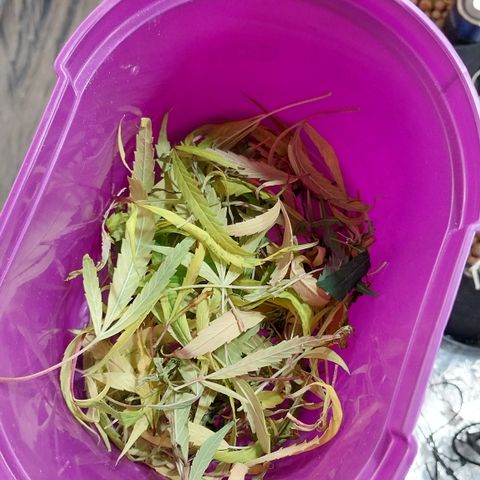 Aphrodite growlog photo: Retiro, todos os dias, as folhas que vão murchando, amarelando e morrendo. A cannabis é uma planta muito reaponsiva, dispensa as partes que não tem serventia.
Nesse período, a cannabis retira todos os nutrientes das folhas e partes adjacentes, diminuindo a absorção pelas raízes, por isso as folhas passam por processo de clorose, naturalmente, sem indicar problemas na produção.