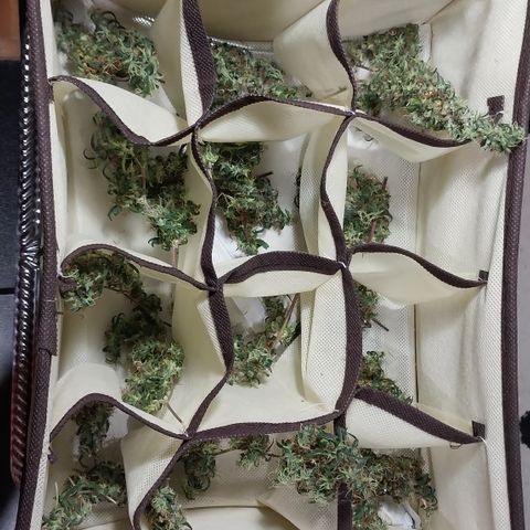 Aphrodite growlog photo: Colhi as pipoquinhas que ficam na parte inferior da planta do Colombian Gold.