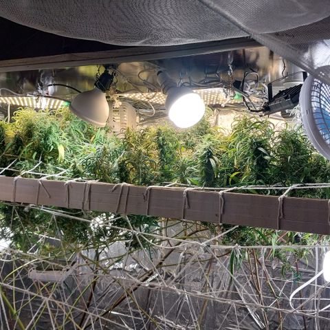 Aphrodite growlog photo: Colhi as pipoquinhas que ficam na parte inferior da planta do Colombian Gold.