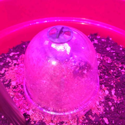 Gorilla Zkittlez Auto growlog timeline photo