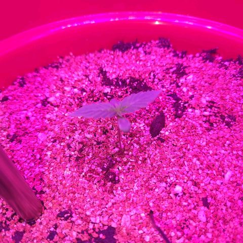 Gorilla Zkittlez Auto growlog timeline photo