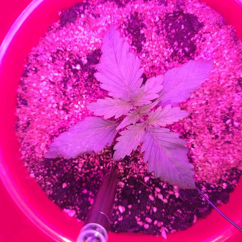 Gorilla Zkittlez Auto growlog timeline photo