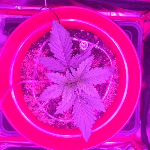 Gorilla Zkittlez Auto growlog timeline photo