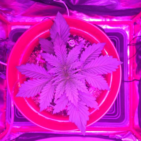 Gorilla Zkittlez Auto growlog timeline photo