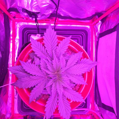 Gorilla Zkittlez Auto growlog timeline photo