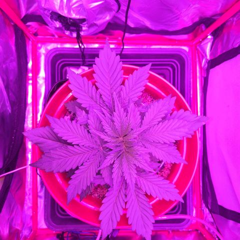 Gorilla Zkittlez Auto growlog timeline photo