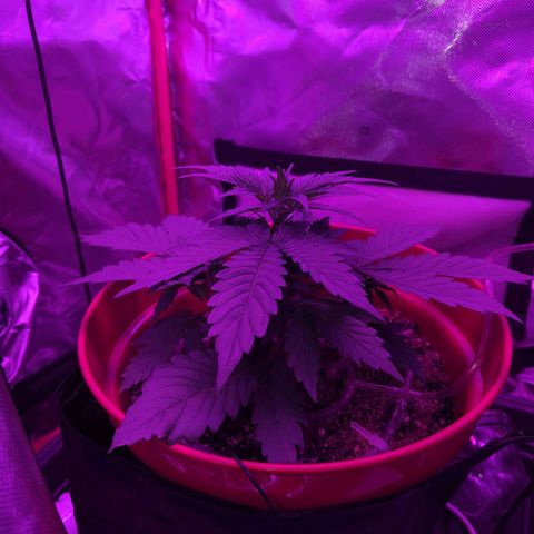 Gorilla Zkittlez Auto growlog timeline photo