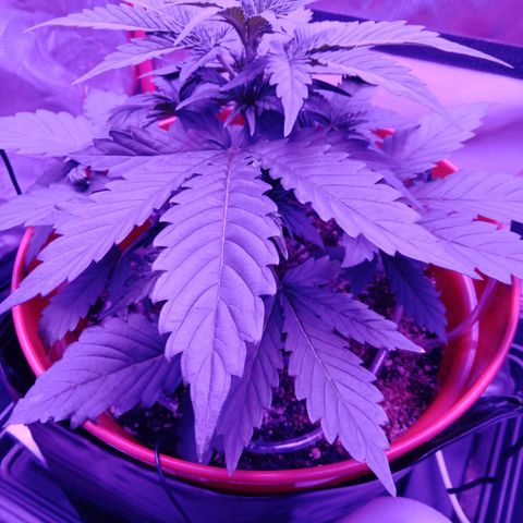 Gorilla Zkittlez Auto growlog timeline photo