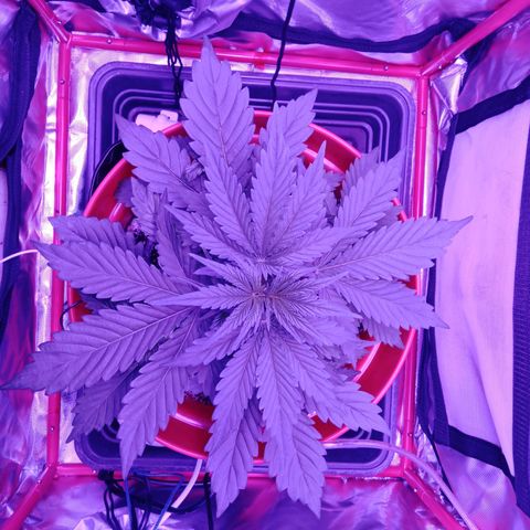 Gorilla Zkittlez Auto growlog timeline photo