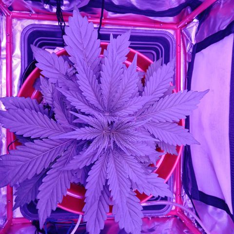 Gorilla Zkittlez Auto growlog timeline photo