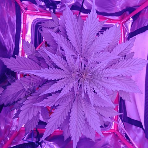 Gorilla Zkittlez Auto growlog timeline photo