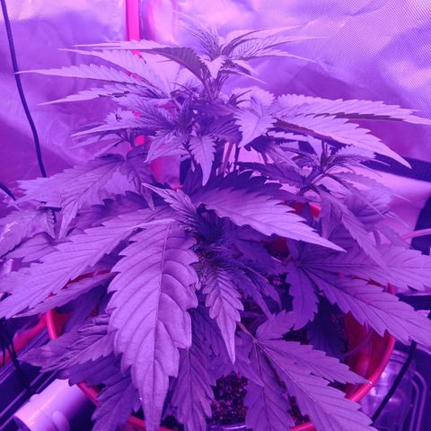 Gorilla Zkittlez Auto growlog timeline photo